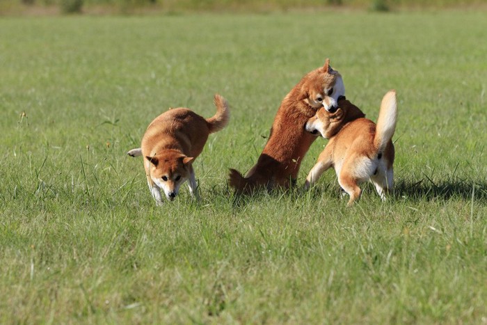 三頭の柴犬、相手の頭を噛む柴犬