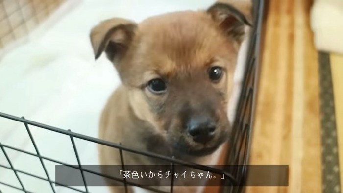 トイレシートに座る犬