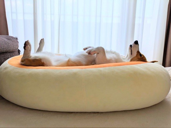 ヘソ天