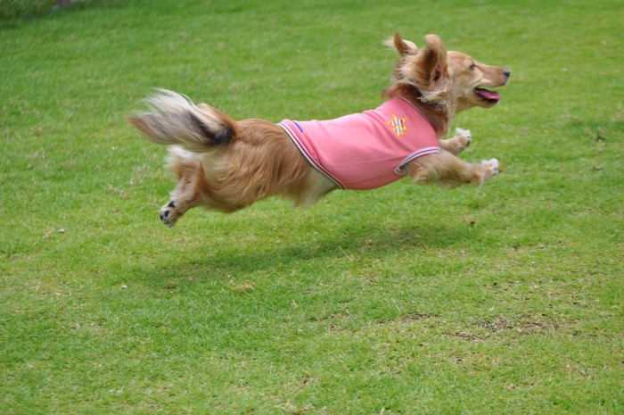 空飛ぶダックス