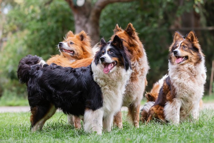 一斉に振り返る犬たち