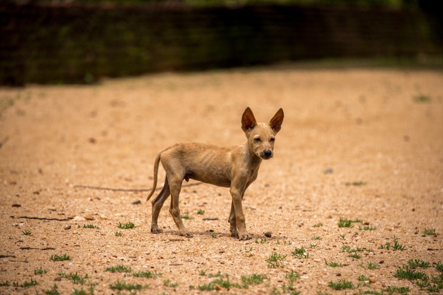 野生の茶色い子犬