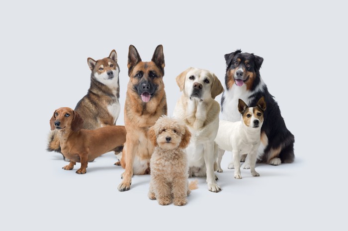体格の異なるさまざまな犬種