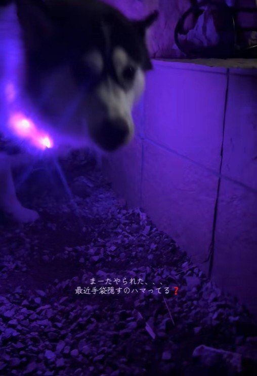 数日後のナラちゃん2