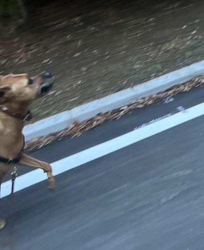 土佐犬