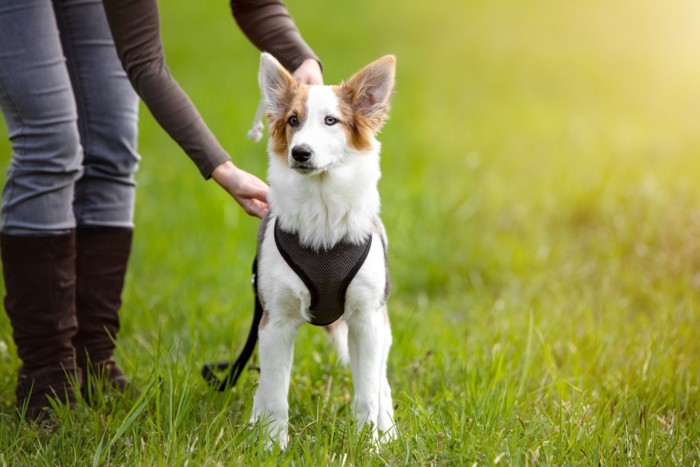 原っぱでハーネスの調整をしてもらっている犬