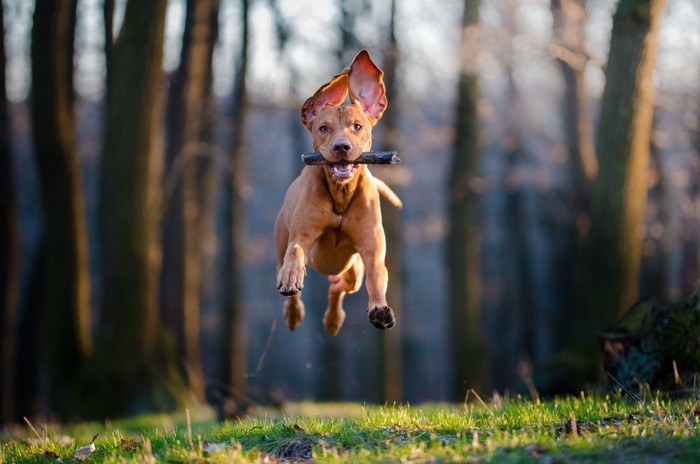 ジャンプする犬