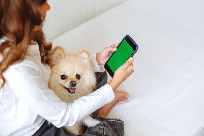 スマホを持つ人の膝の上に犬