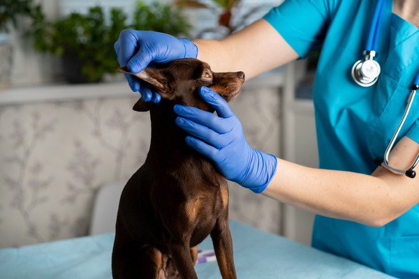 犬がワラビを食べてしまった場合の対処法