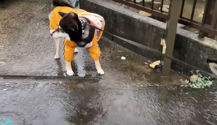 濡れた地面に戸惑う柴犬