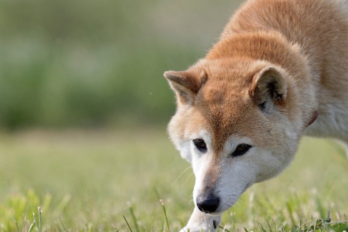 じっと見つめる柴犬
