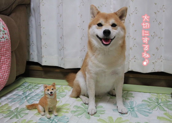 羊毛フェルトの柴犬とうちの愛犬