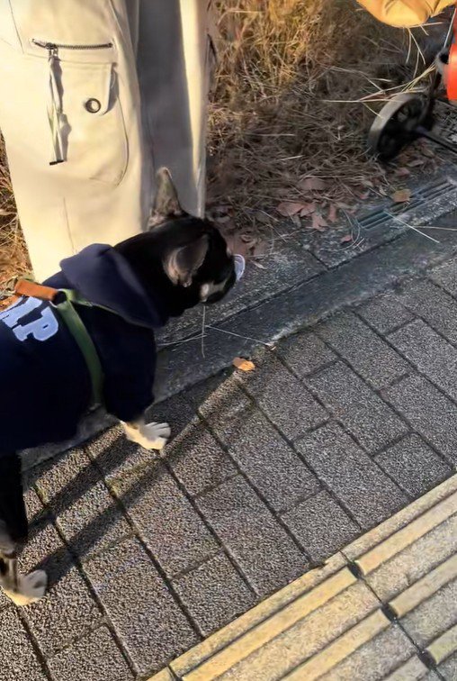 おしゃぶりを拾ったととまる君2