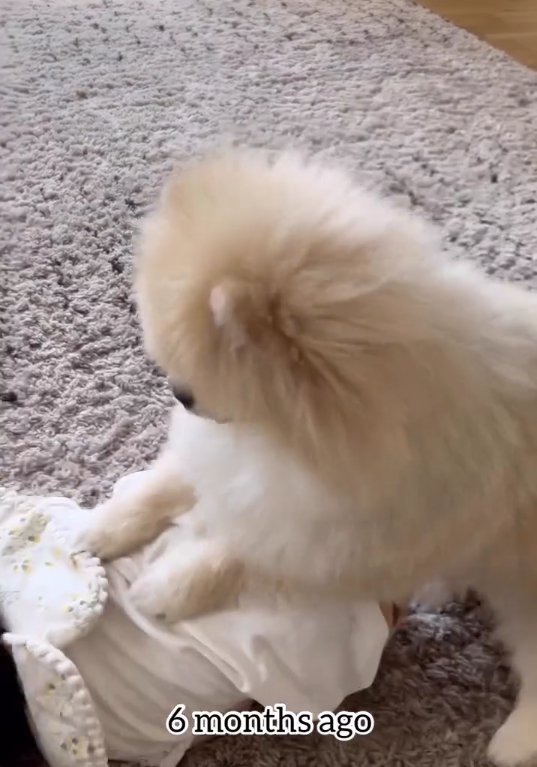 赤ちゃんの背中に犬