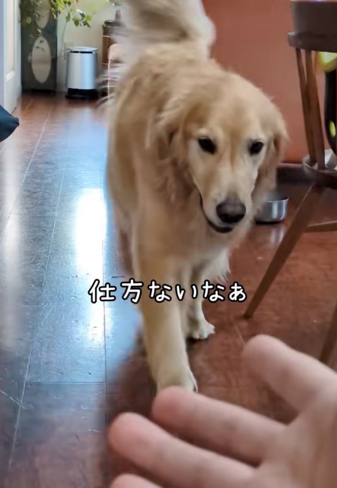 パパの元にやってくる大型犬