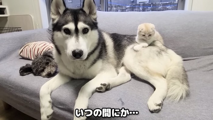 子猫が座るハスキー犬の背中に乗っている