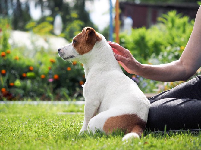 膝にお尻を付ける犬