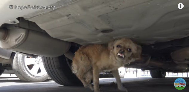 牙をむく犬