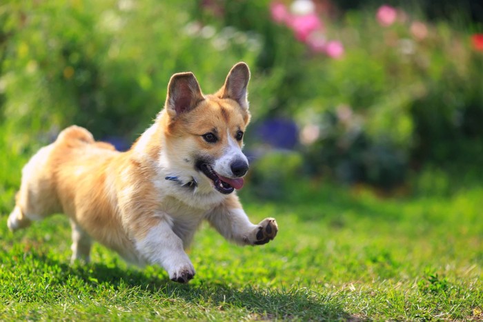 芝生の上を歩く犬