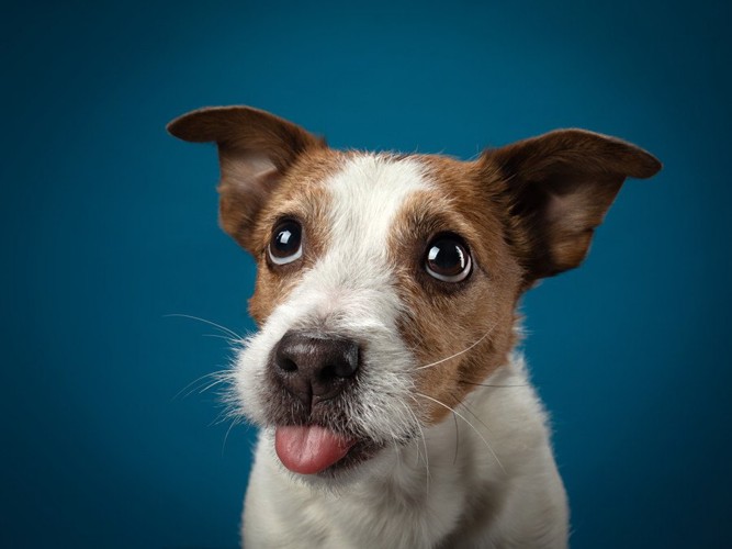 上目づかいで舌を出す犬