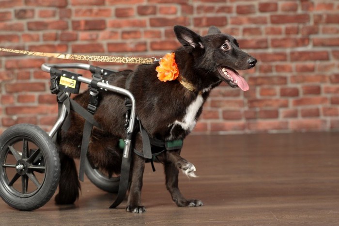 車椅子を使う犬