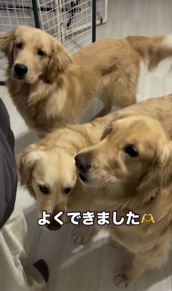 態度が違う