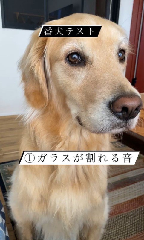 リノちゃんの番犬テスト3