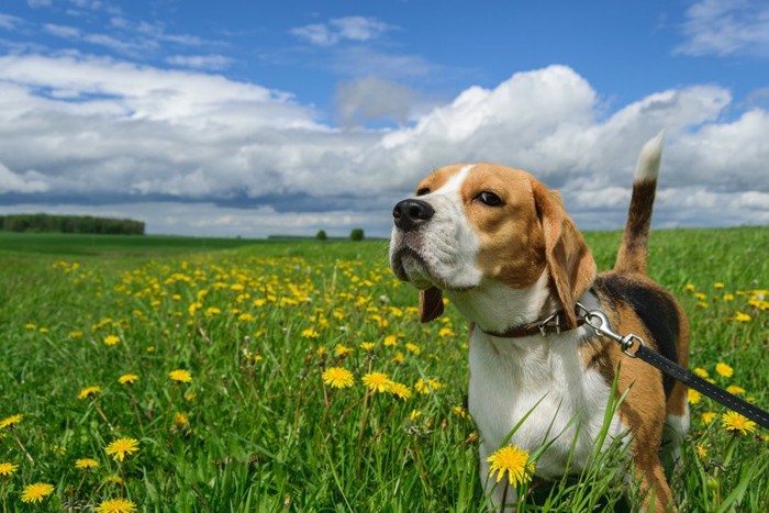 散歩中にさりげなくどや顔をする犬