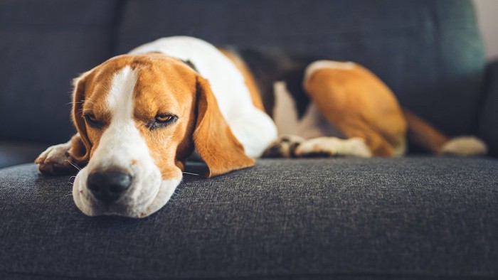 ソファーの上でうな垂れているビーグル犬