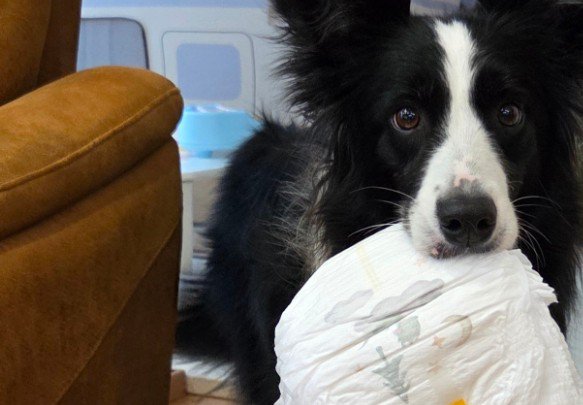 愛犬がおむつを持ってきてくれた！