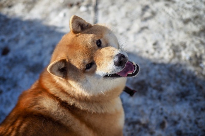 振り返る柴犬