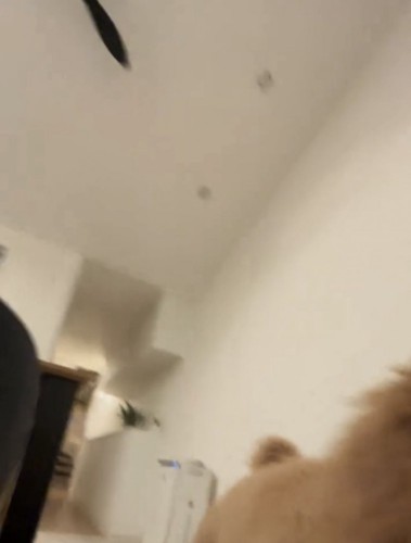 ぶつかる犬