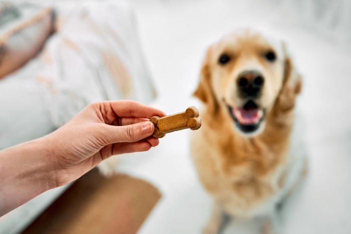 おやつを眺める犬