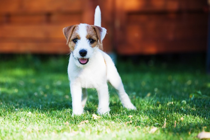 カメラ目線で立っているパーソン・ラッセル・テリアの子犬