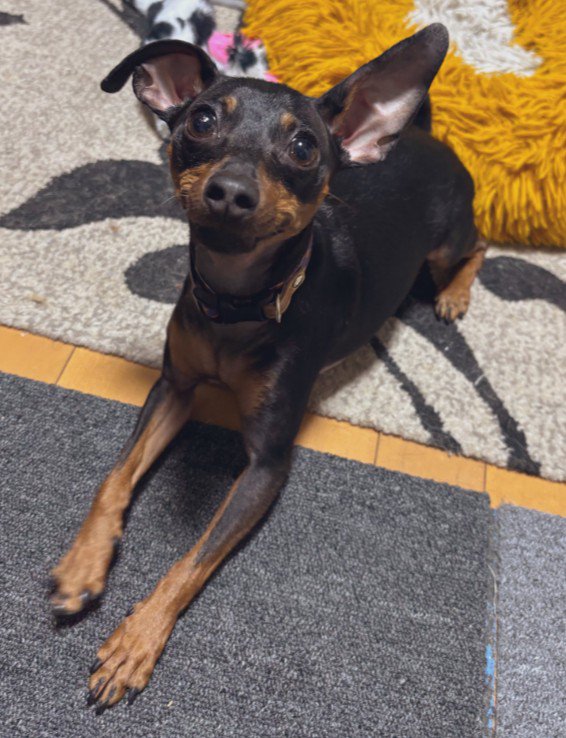 パリピなせせりちゃん
