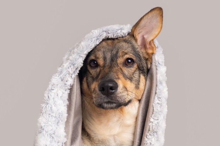 ブランケットをかぶっている犬