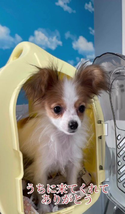 家族になってくれてありがとう