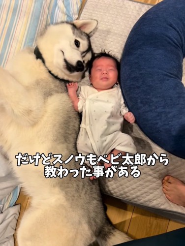 隣に添い寝する大型犬