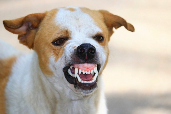 歯をむき出しにして威嚇する犬