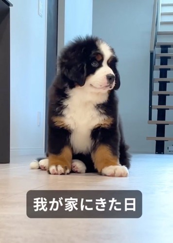 超大型犬の赤ちゃん犬