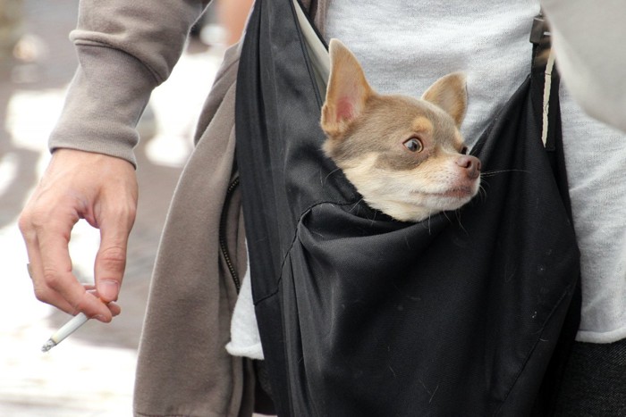 タバコのを持つ男性と犬