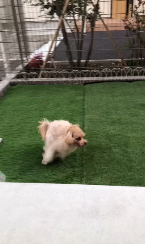 おもちゃを投げた時のベルちゃん⑩