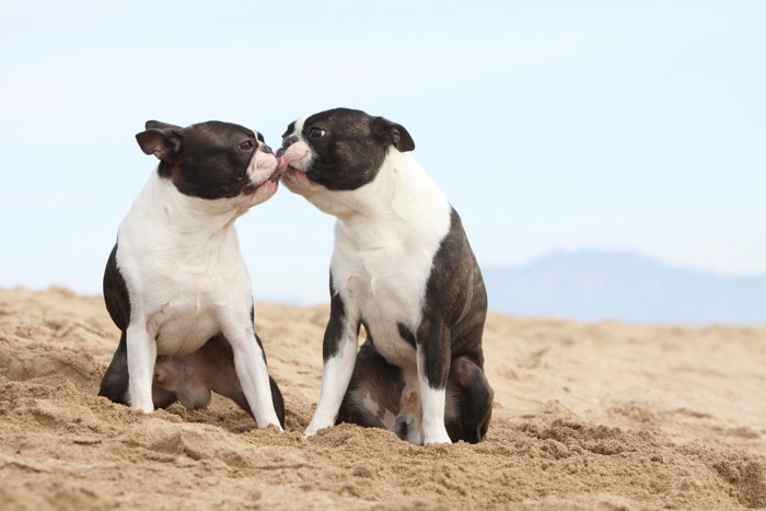 キス