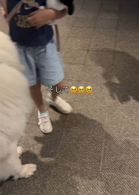 白い犬と女の子