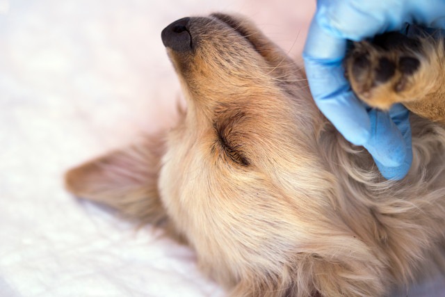 犬のものもらいの予防方法は無い