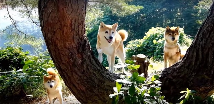 木に登るいちごちゃん