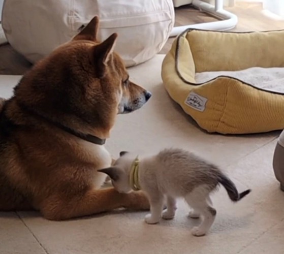 犬の前足に近づく猫