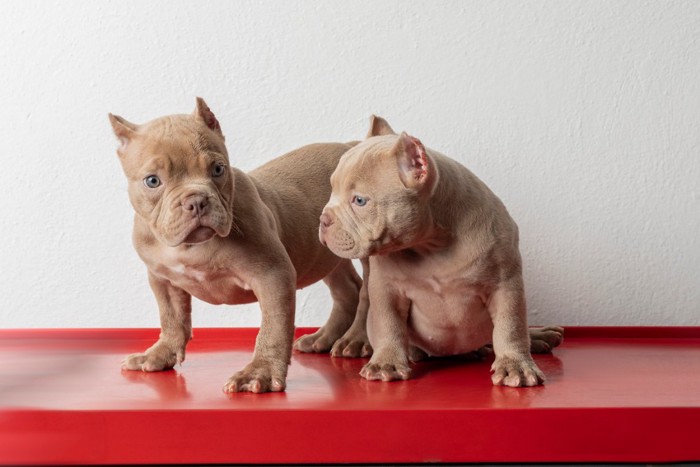 断耳されたアメリカンブリーの子犬