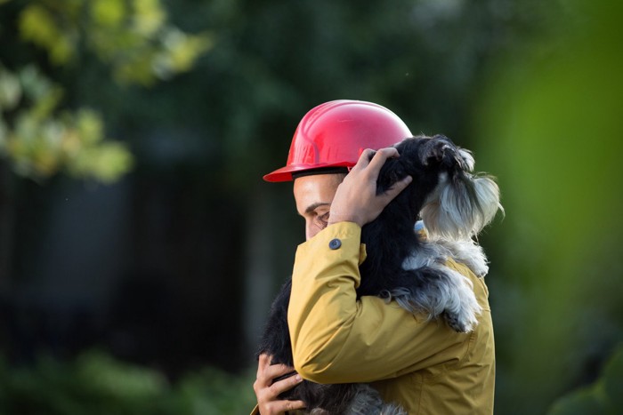 災害から救助される犬