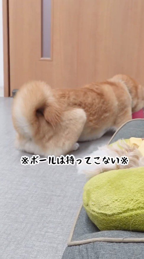 ボールを咥えて遊ぶ犬